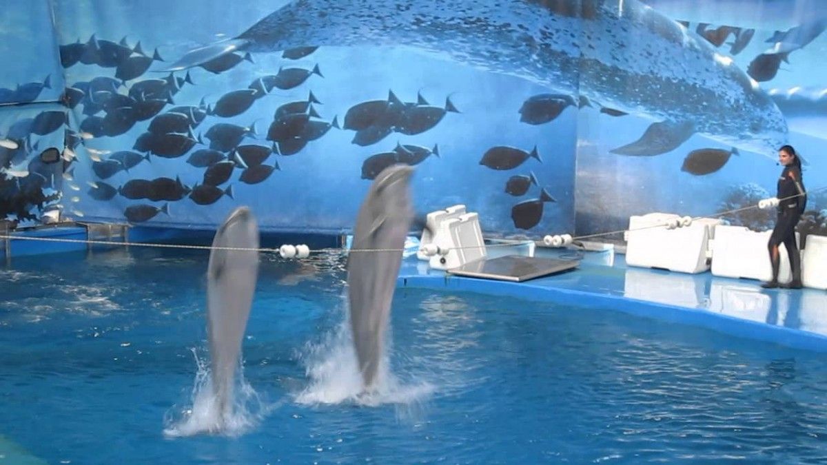 Espectacle de dofins al zoo de Barcelona