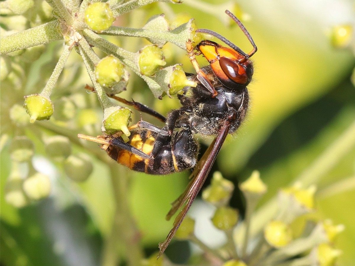 La vespa asiàtica és una espècie invasora.