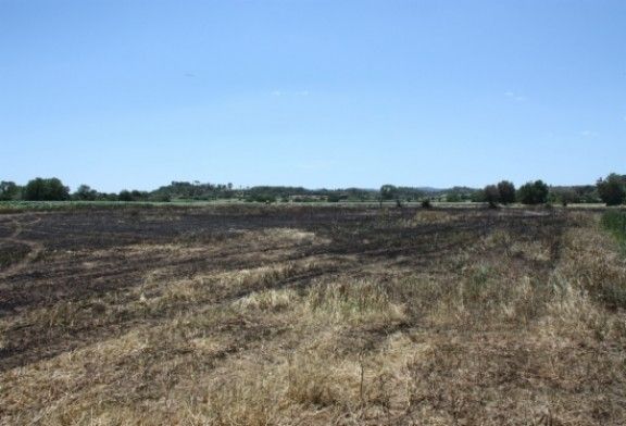 El foc a Serra de Daró ha cremat 4,2 hectàrees de camps de cereals. 