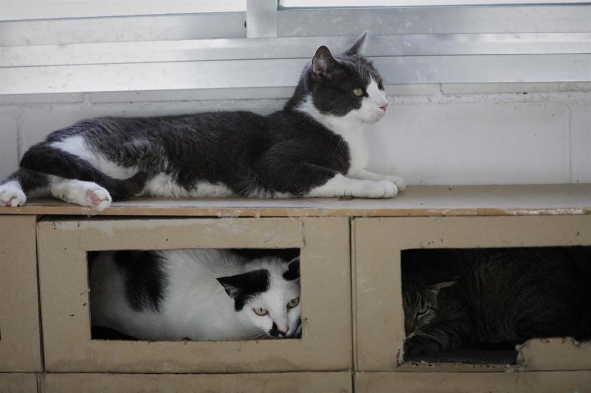 Alguns dels gats rescatats, en una protectora d'animals. 