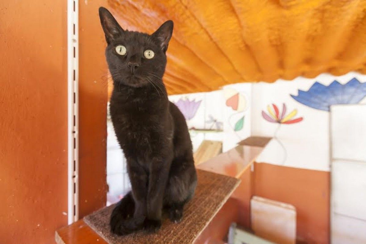 Imatge d'un gat de la Lliga Protectora d'Animals de Sabadell.