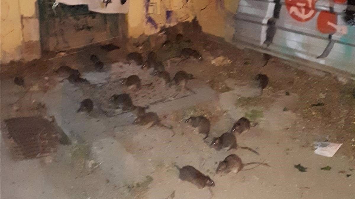 Un grup de rates, en una zona de Barcelona