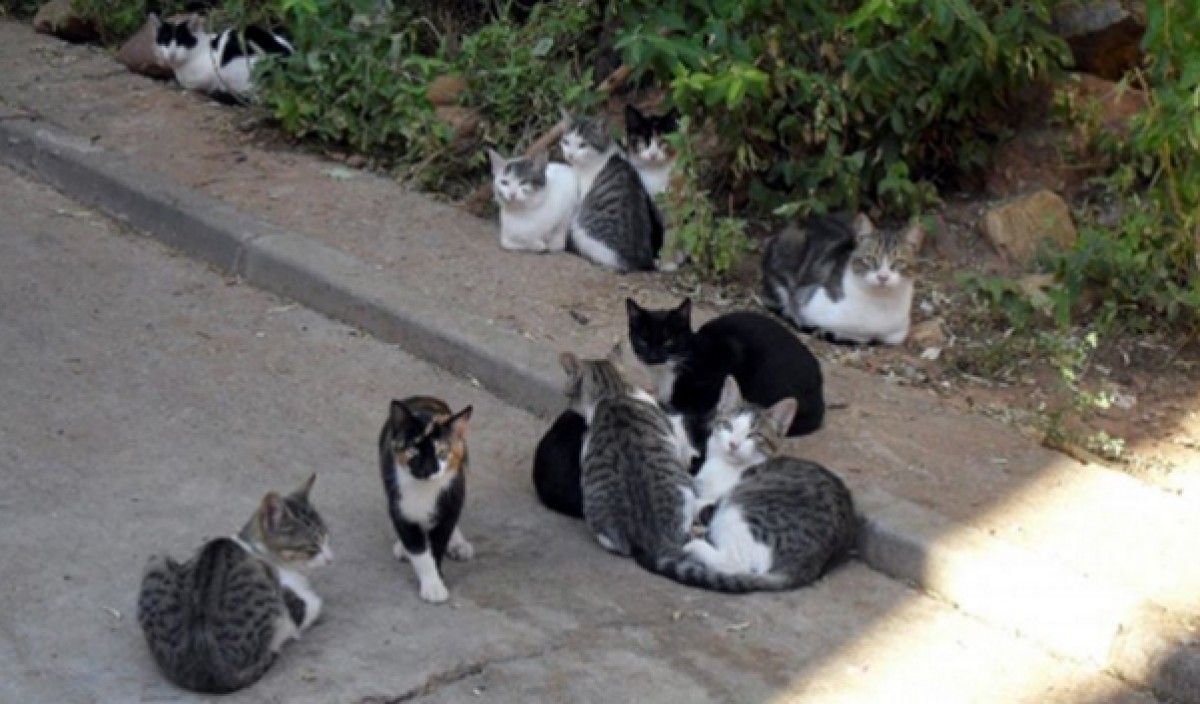 Colònia de gats a Sentmenat