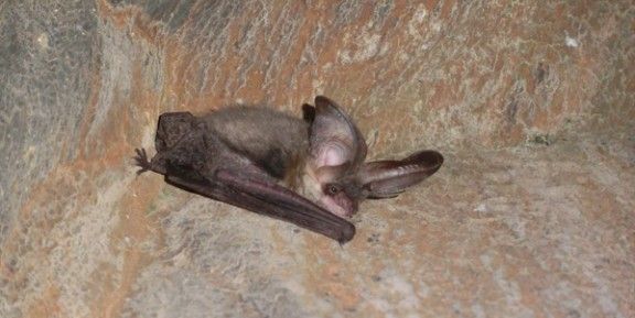 S'ha detectat la presència de ratpenats a les conques dels rius Ter, Fluvià i Noguera Pallaresa