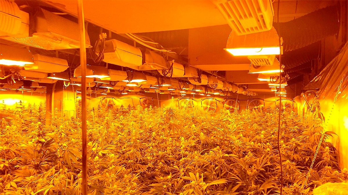 Una plantació de marihuana, amb subministrament elèctric il·legal