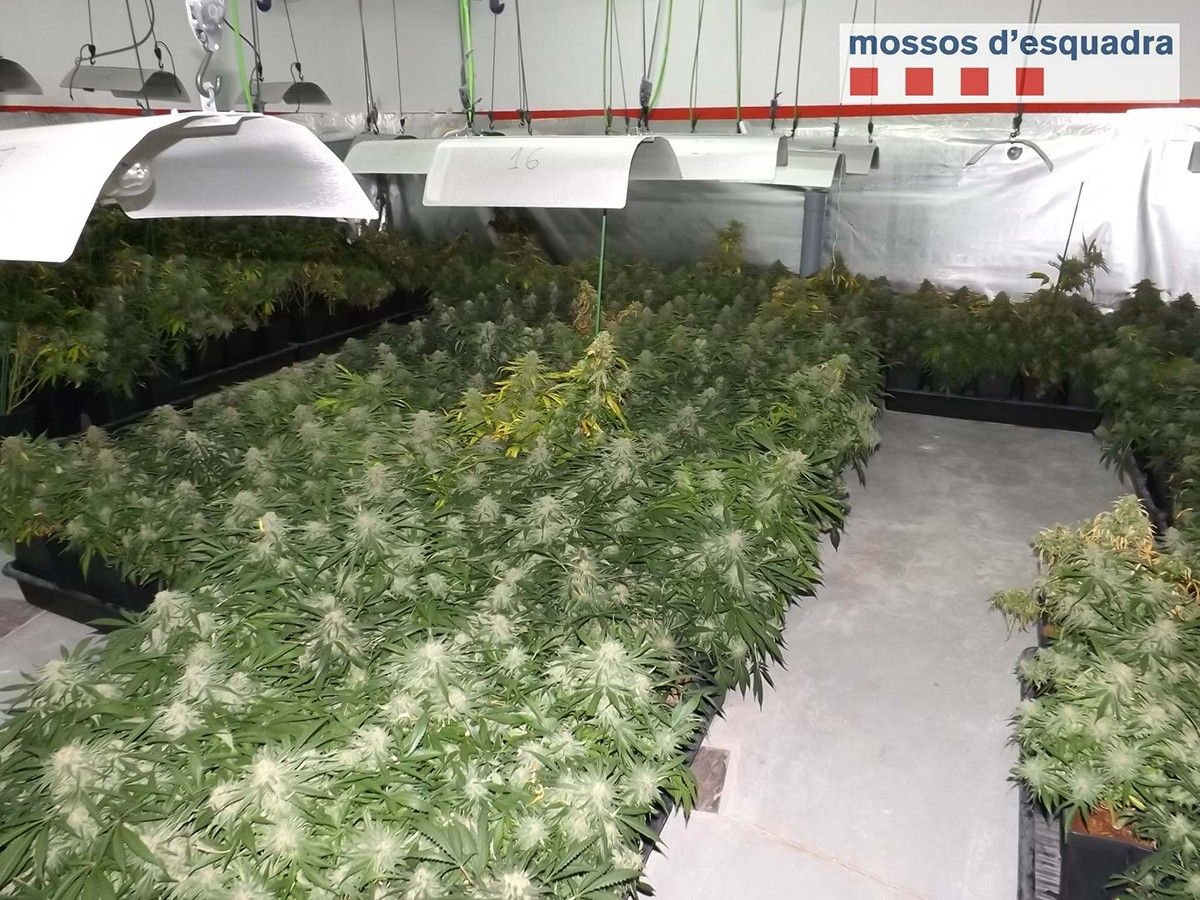 Les plantes de marihuana confiscades 