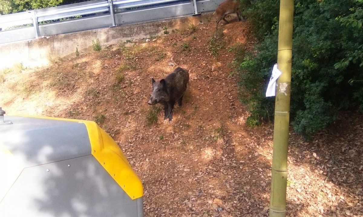 Un porc senglar enmig del teixit urbà