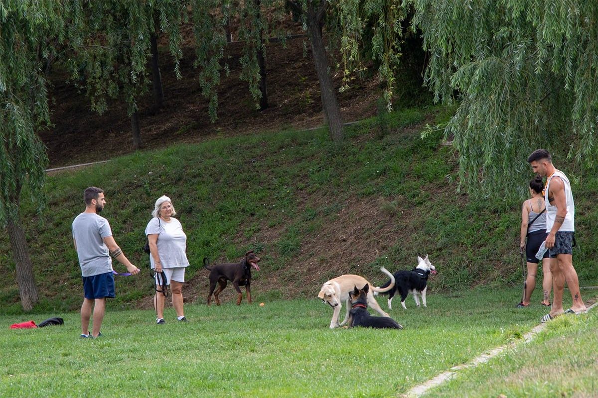 Un grup de gossos amb els seus propietaris, en una foto d'arxiu