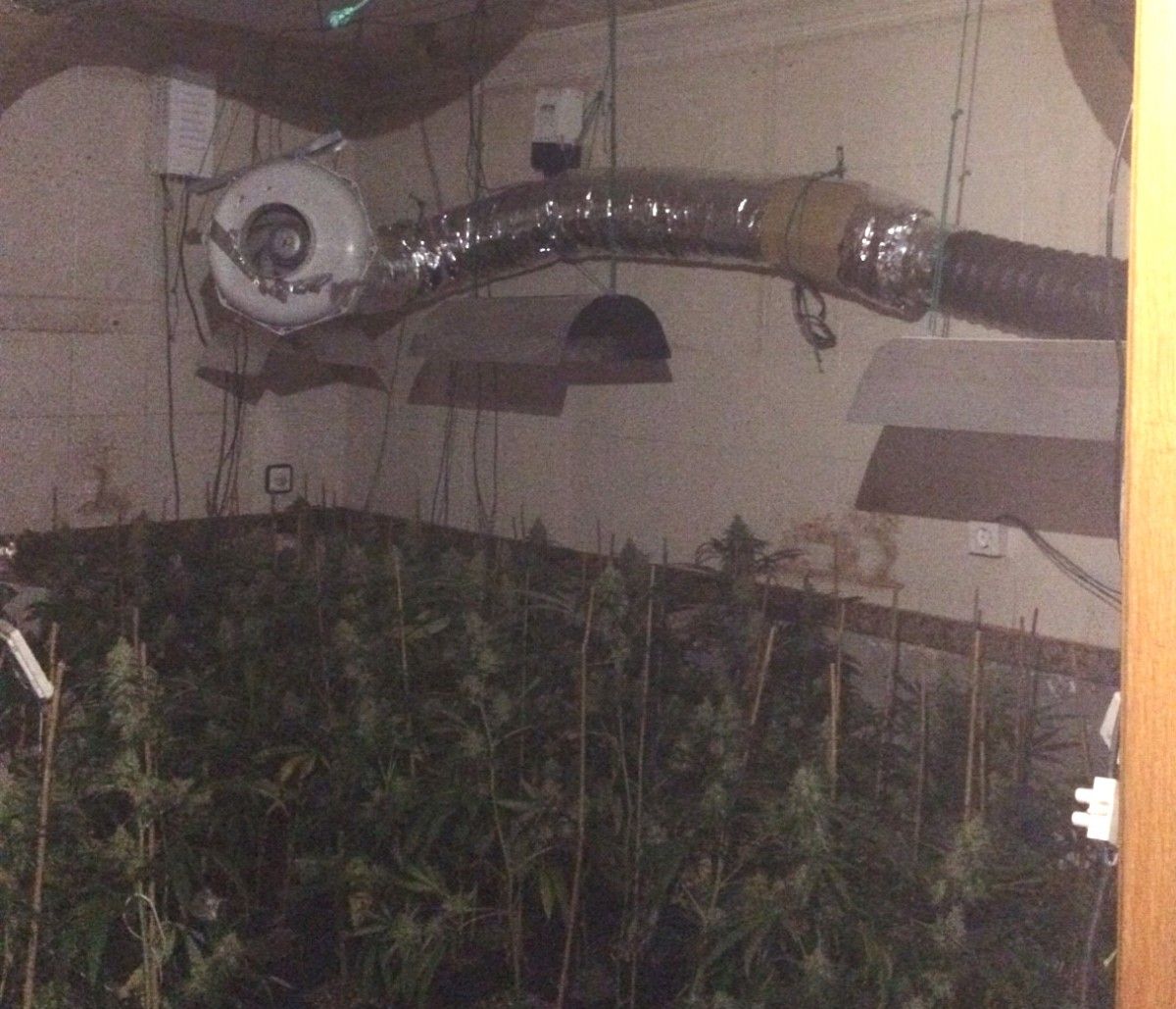 La marihuana que es tractava en una de les habitacions del pis de Sabadell