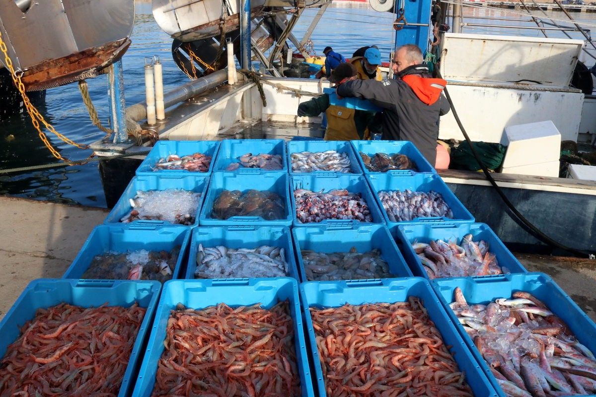 Caixes de peix al port de Vilanova i la Geltrú