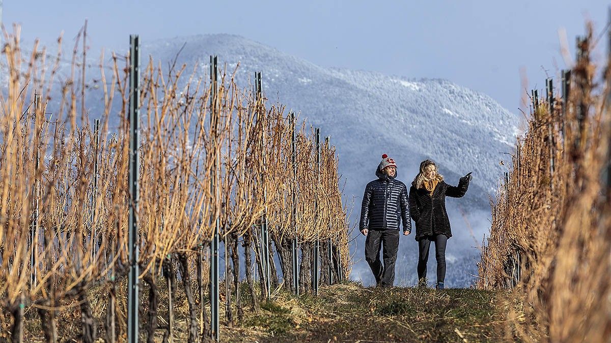 El Celler Batlliu de Sort, vinyes als Pirineus de Catalunya
