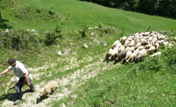 Pas de les ovelles pel camí ramader del Lluçanès.