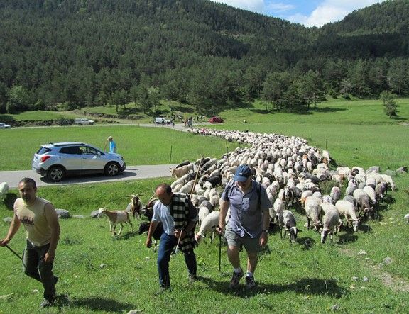 Unes 1.300 ovelles van arribar al pla d'Anyella.