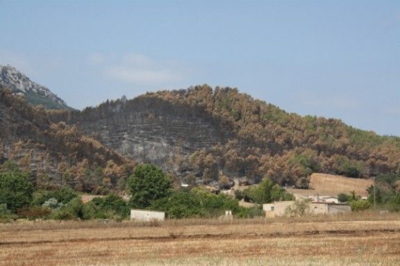 Contrastos al paisatge altempordanès després dels incendis, com el d'aquest bosc cremat a Boadella al costat d'una zona que ha quedat intacta