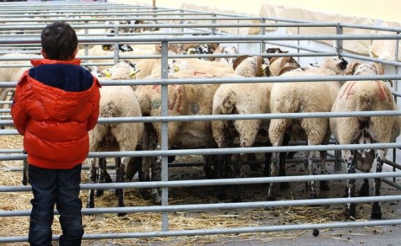 Un nen observa les ovelles de Santa Teresa del 2013