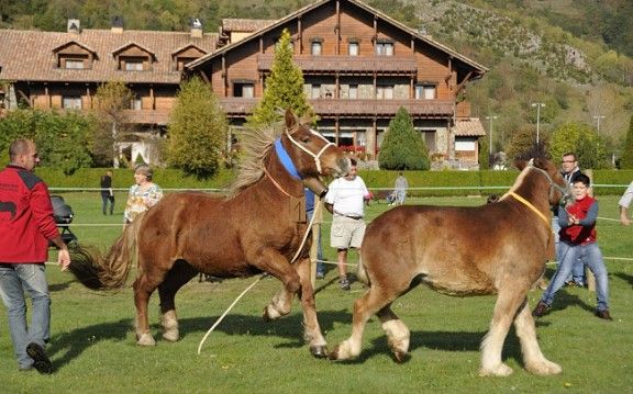 Llanars acollirà els millors cavalls pirinencs del Ripollès