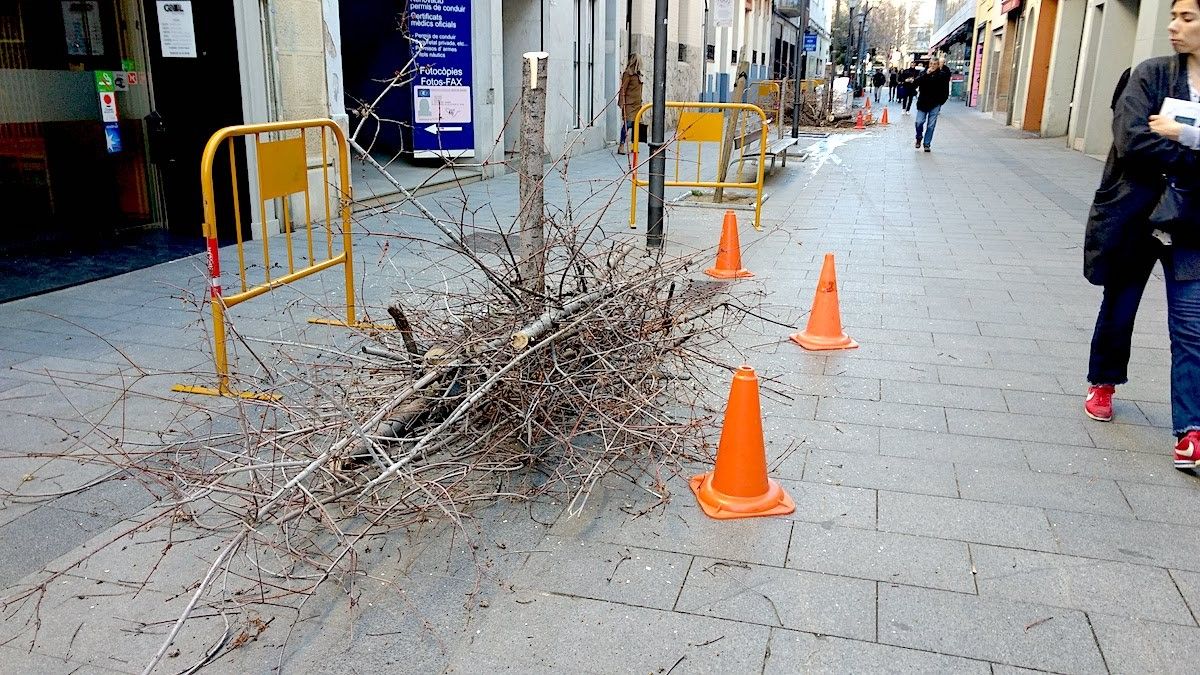 Arbres talats al carrer Escola Industrial