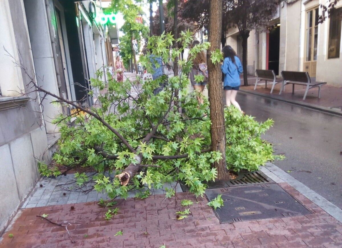 Un arbre caigut al carrer de la Rasa de Terrassa.