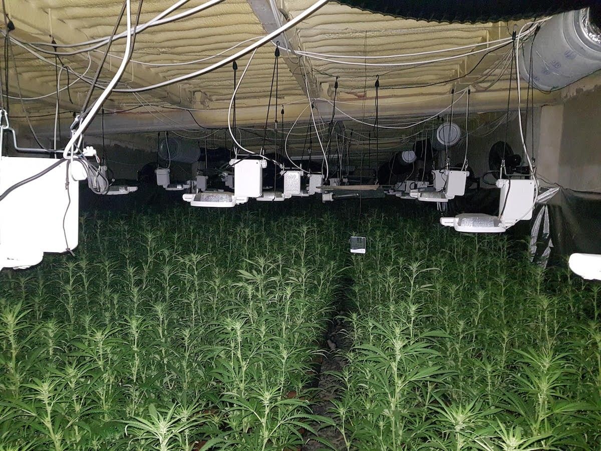Plantació de marihuana desmantellada al febrer a Sentmenat