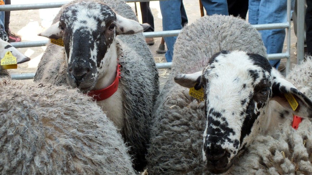 La subhasta de bestiar serà la gran novetat de la Fira de Santa Teresa i la Fira Catalana de l'ovella