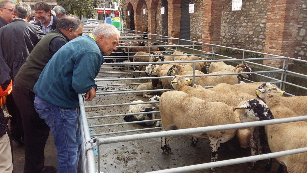 La Fira de Santa Teresa i Fira Catalana de l'ovella