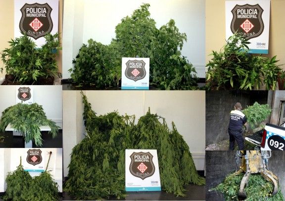 Plantes de marihuana incautades per la Policia Municipal.