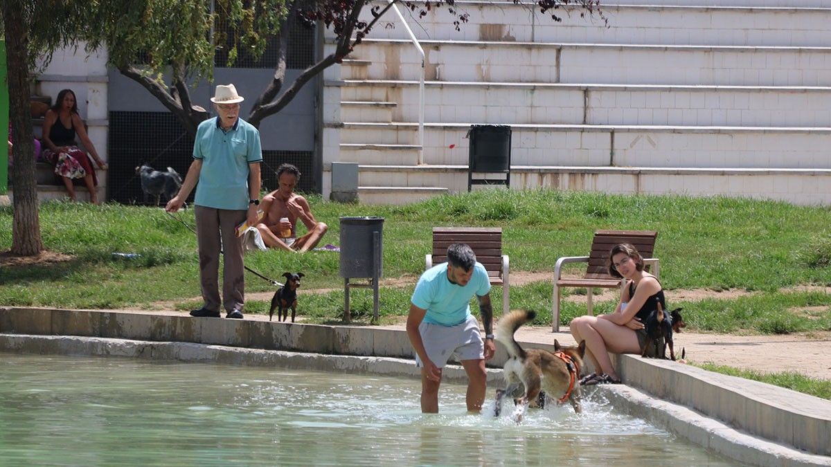 Persones i animals, refrescant-se en un parc de Barcelona