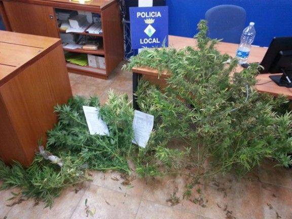 Una mostra de la plantació comissada per la Policia Local d'Arbúcies