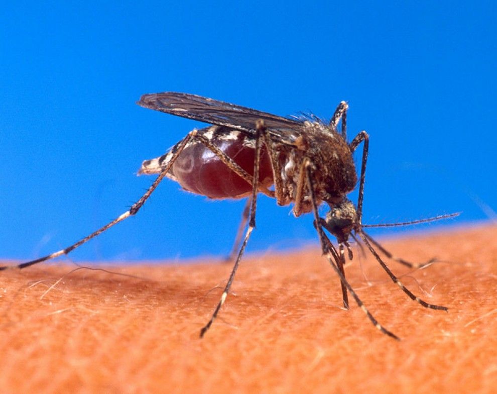 Un exemplar de mosquit picant un humà.