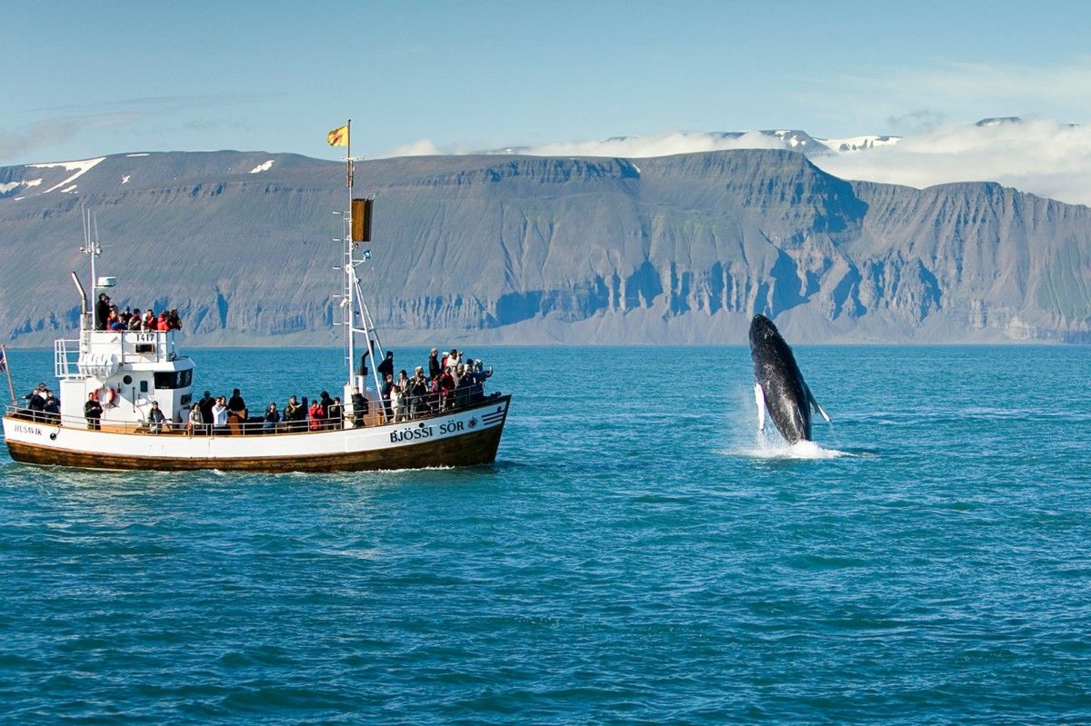 Contemplar balenes a Islàndia