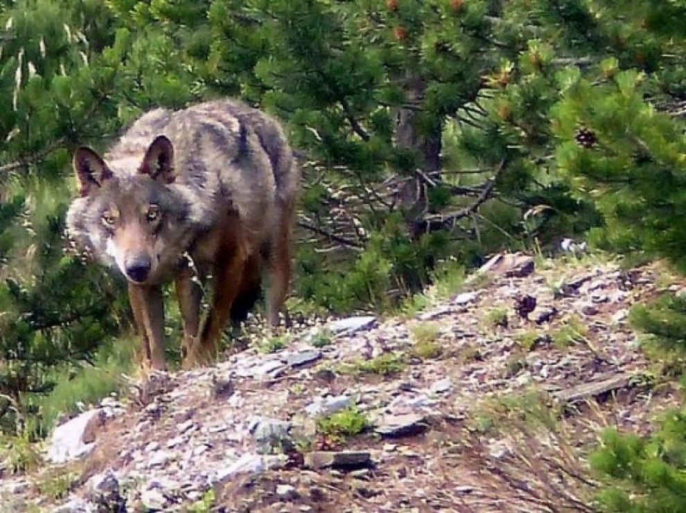 Un llop al massís del Puigmal fotografiat el passat 24 de juliol