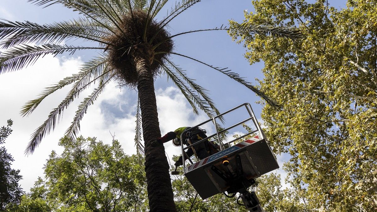 Un operari de Parc i Jardins examina una palmera al passeig de Sant Antoni de Barcelona