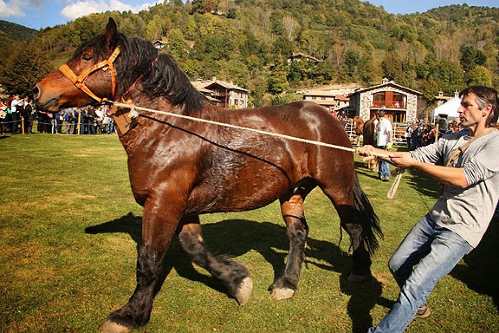 Llanars va escollir els millors exemplars de cavall pirinenc de Ripollès