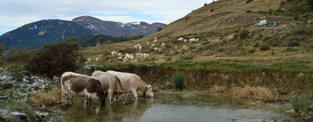 Un ramat de vaques a l'Alta Garrotxa.