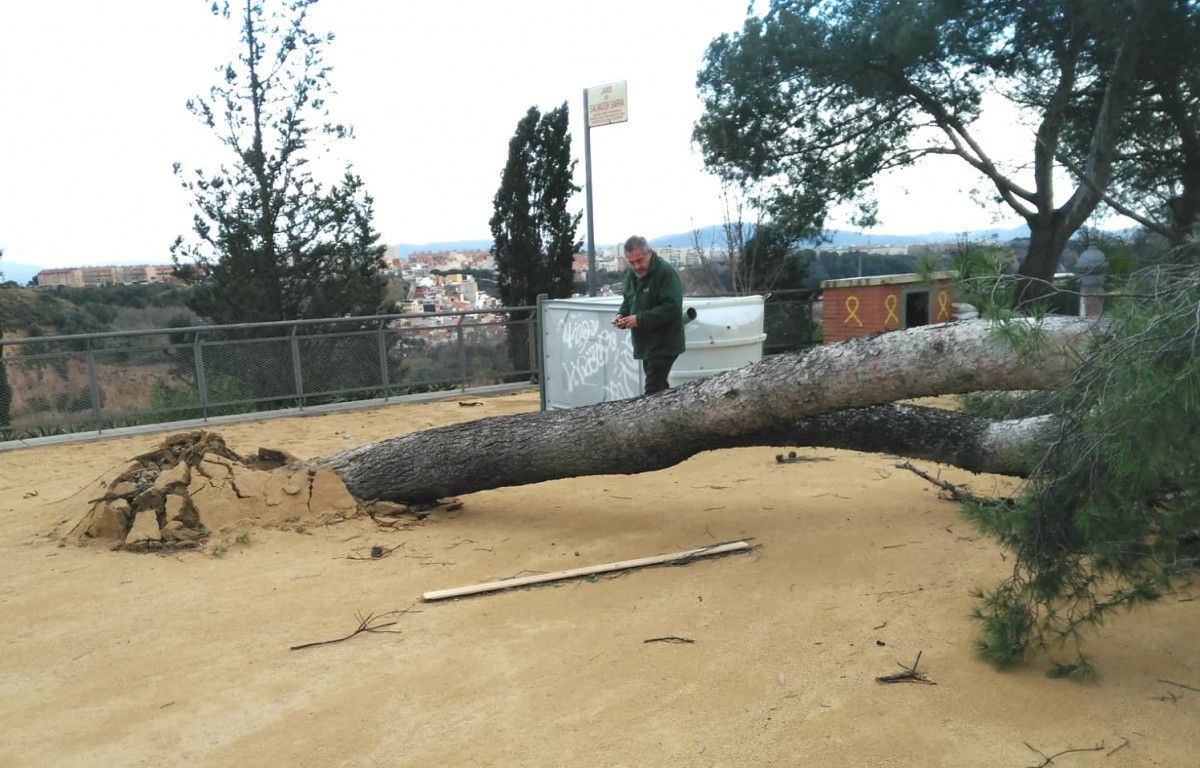 L'arbre caigut al barri de Covadonga