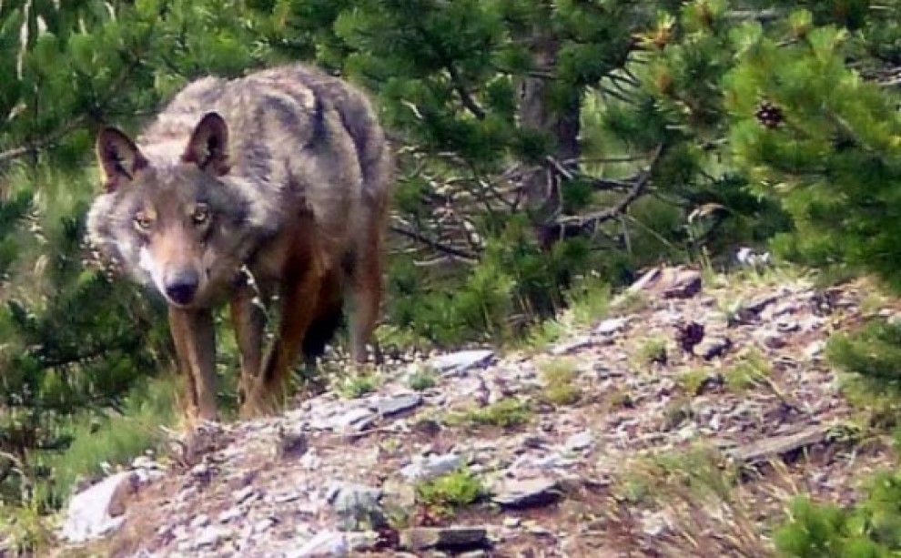 El llop, fotografiat al Puigmal el 24 de juliol passat