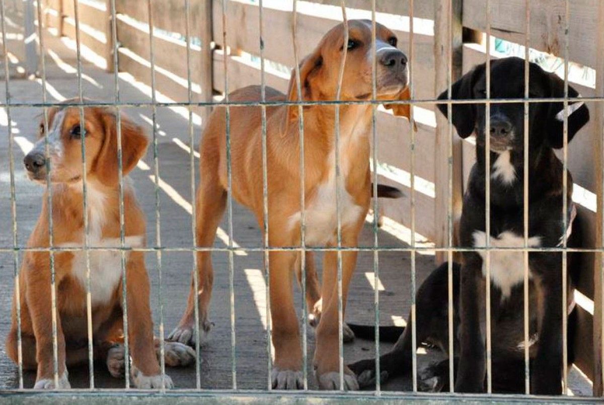Tres gossos del refugi