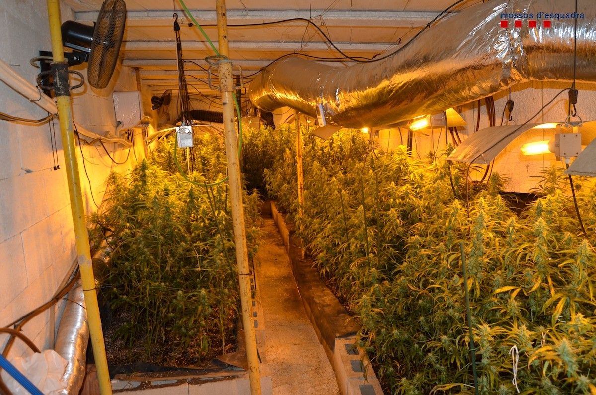 Una de les instal·lacions de conreu de marihuana trobada pels Mossos.