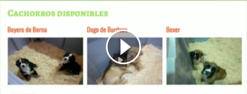 Els cadells que Girocan anuncia per vendre al seu web