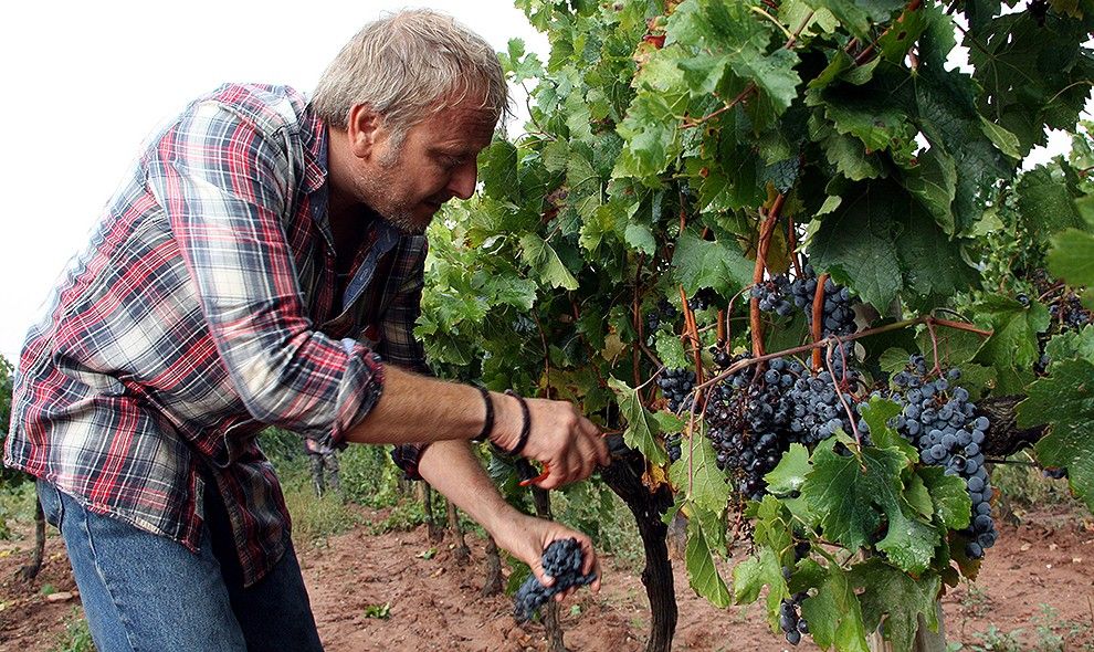 El 17% de la superfície agrària útil dedicada a la vinya és ecològica