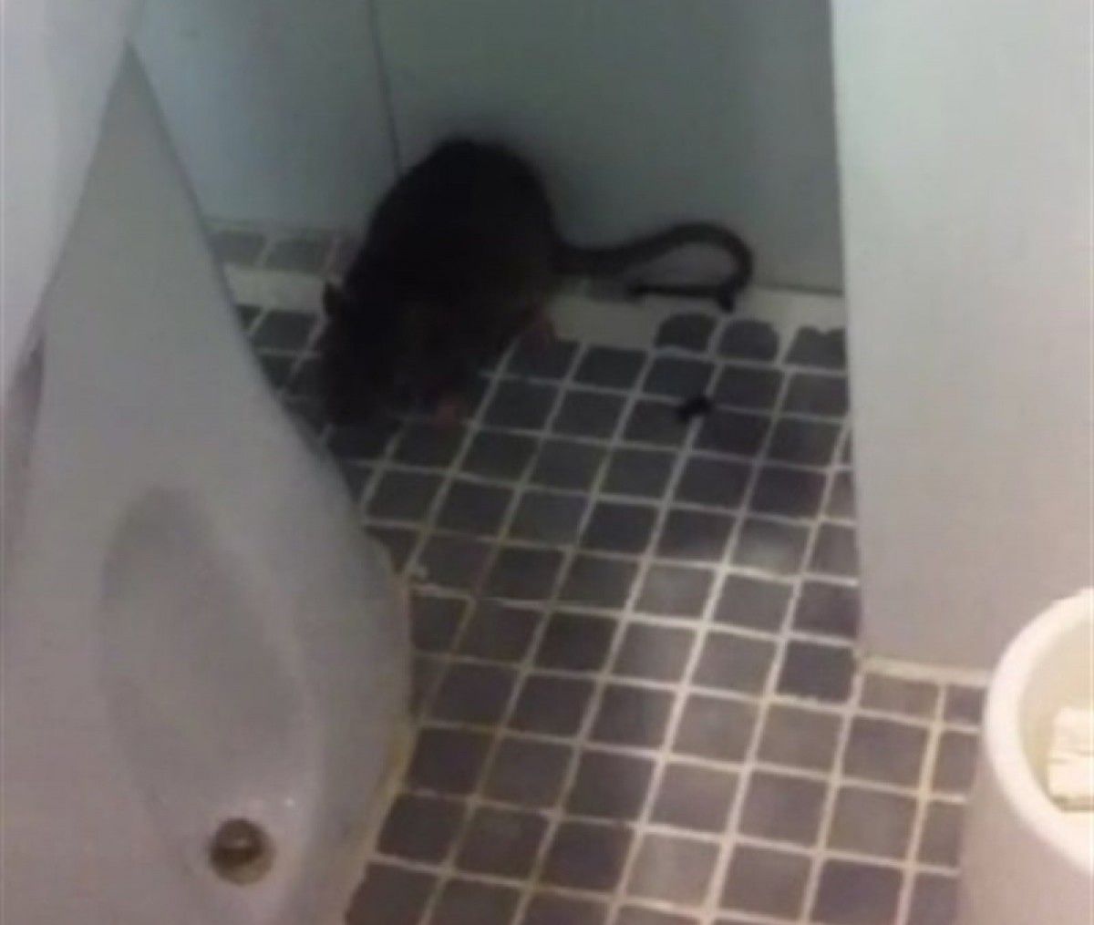 Una rata al lavabo dels Mossos