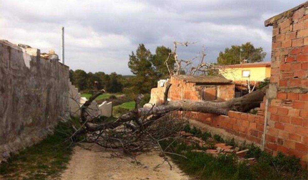 Imatge d'un arbre tombat pel fort vent a Tarragona.