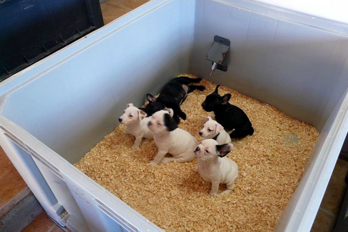 Cadells de gos en un dels centres d'importació d'animals que hi ha a les comarques gironines