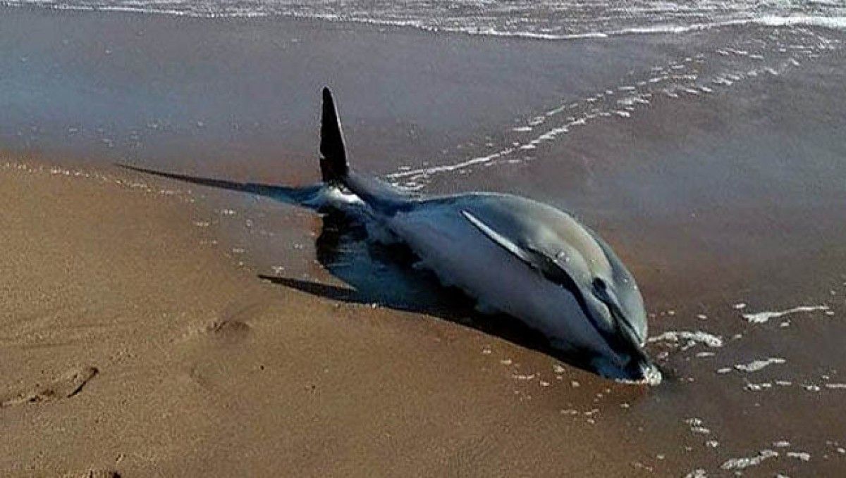 L'exemplar de dofí que ha arribat viu a la platja de l'Escala però que ha mort poc després
