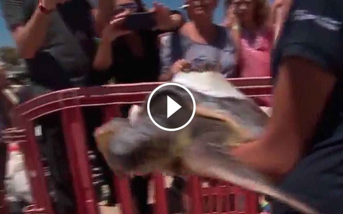 La tortuga ha estat alliberada a Blanes