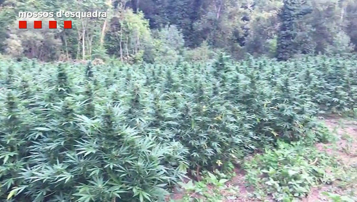 Part de les 18.000 plantes de marihuana.