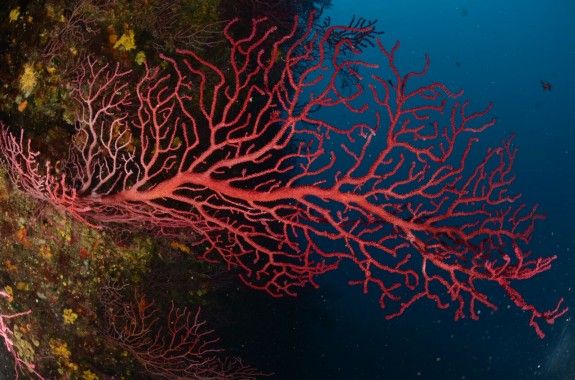 Cal reforçar les mesures de conservació de les poblacions de gorgònia vermella i de les comunitats emblemàtiques del coral·ligen que caracteritzen.