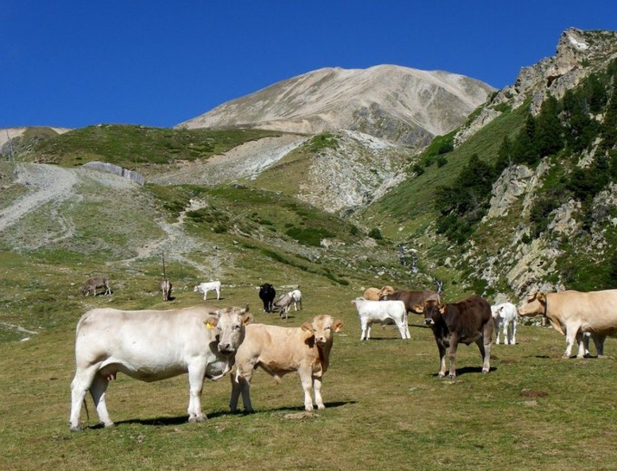 Un ramat de vaques a Vallter