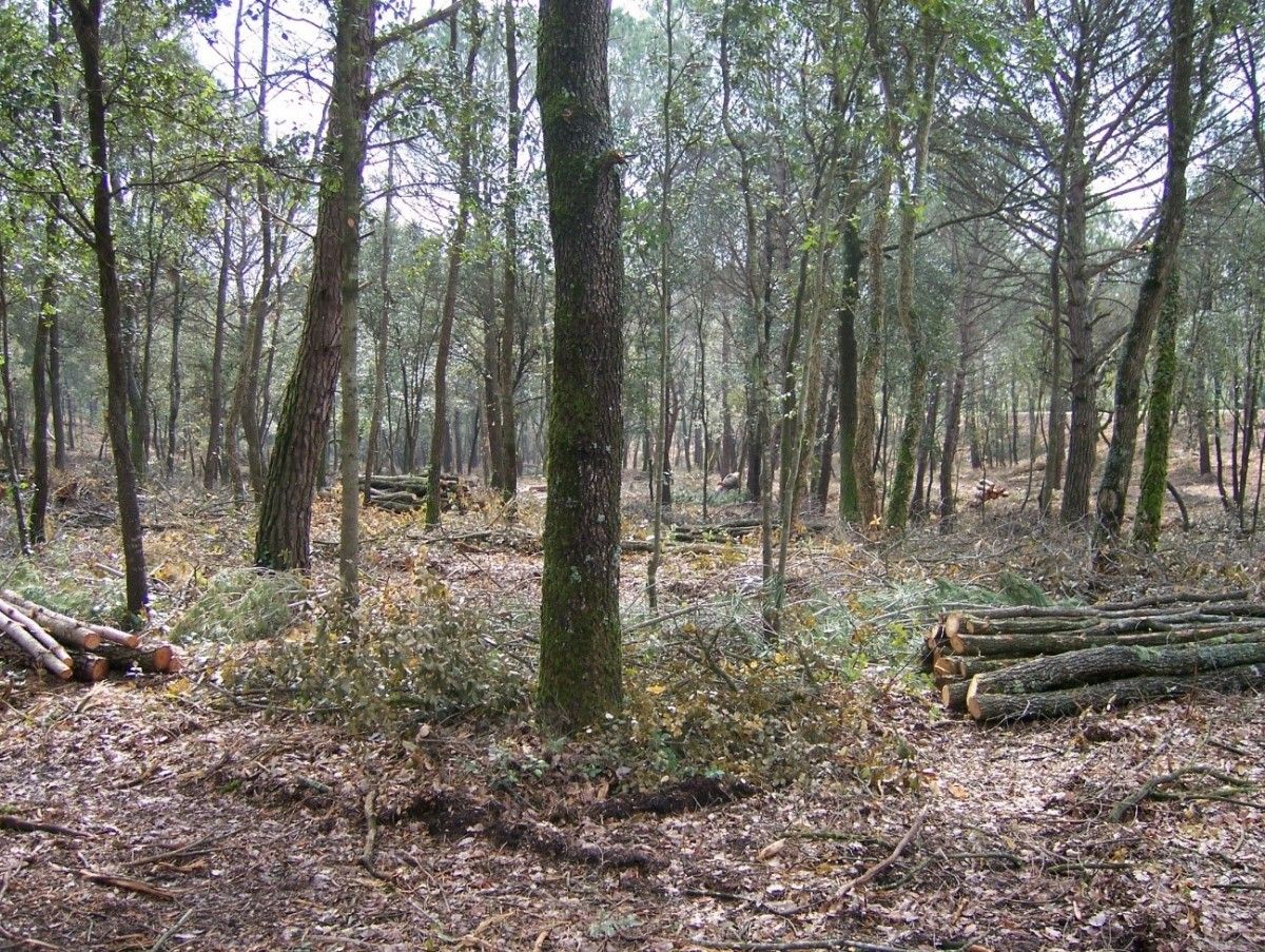 Actualment només s’aprofiten 103.485 tones de biomassa forestal a les comarques gironines.