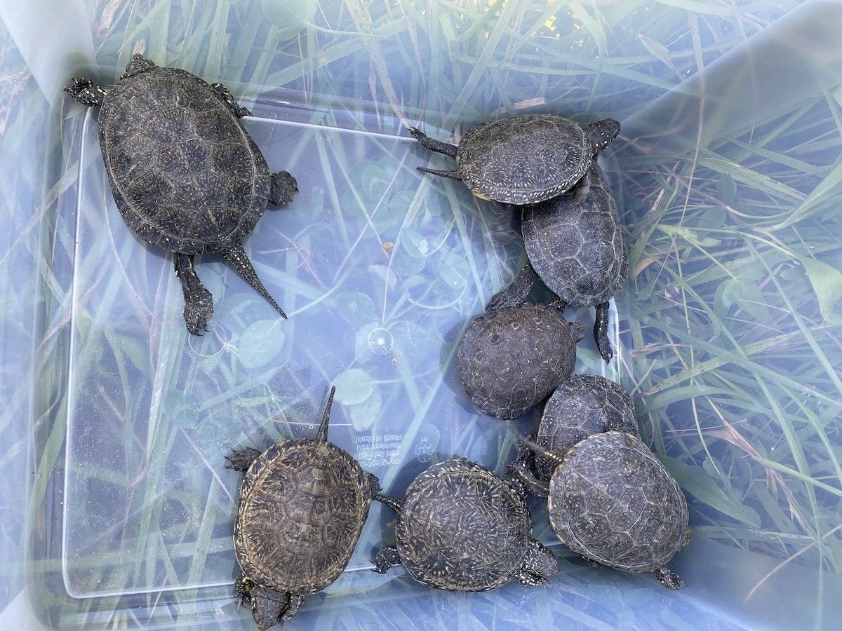 Les vuit tortugues d'estany moments abans de ser alliberades a Banyoles.